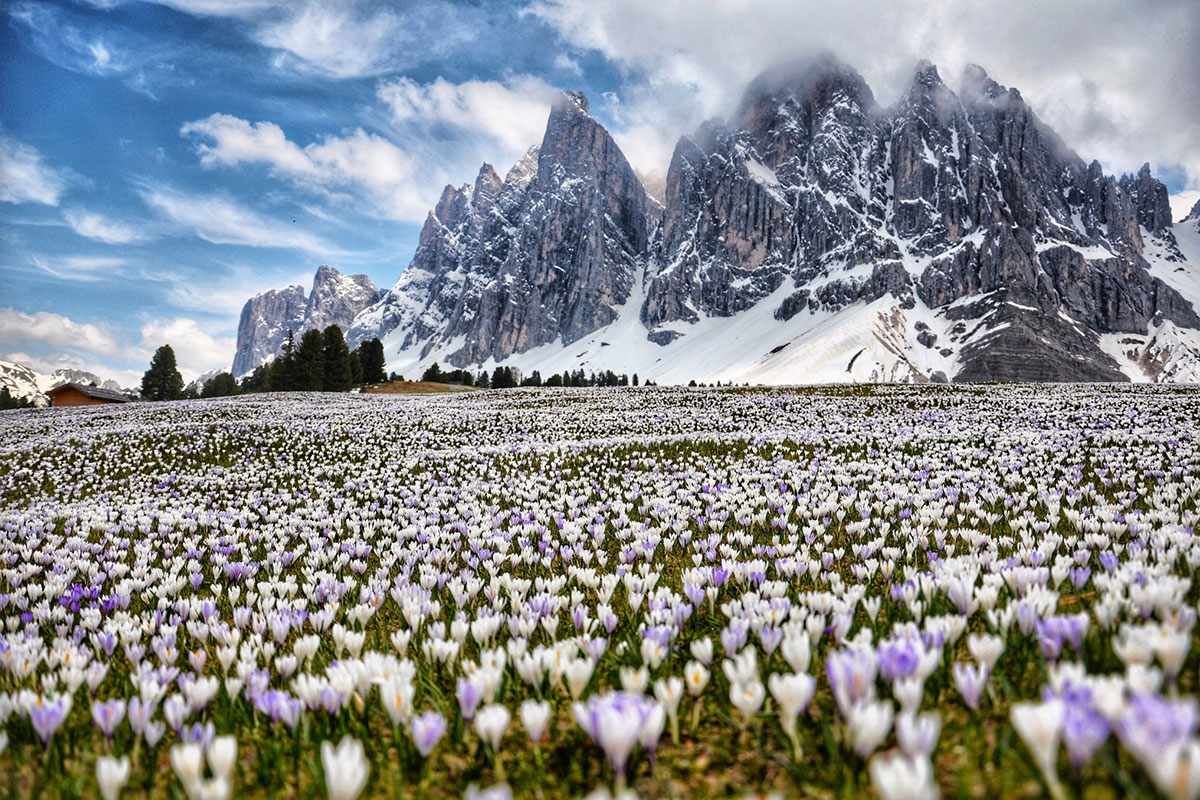 Auf Gehts Zur Krokus Und Apfelblute Nach Sudtirol Angelika Reisen